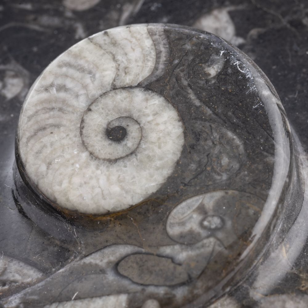 Fossil Dish