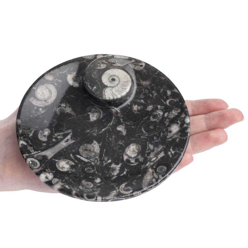 Fossil Dish