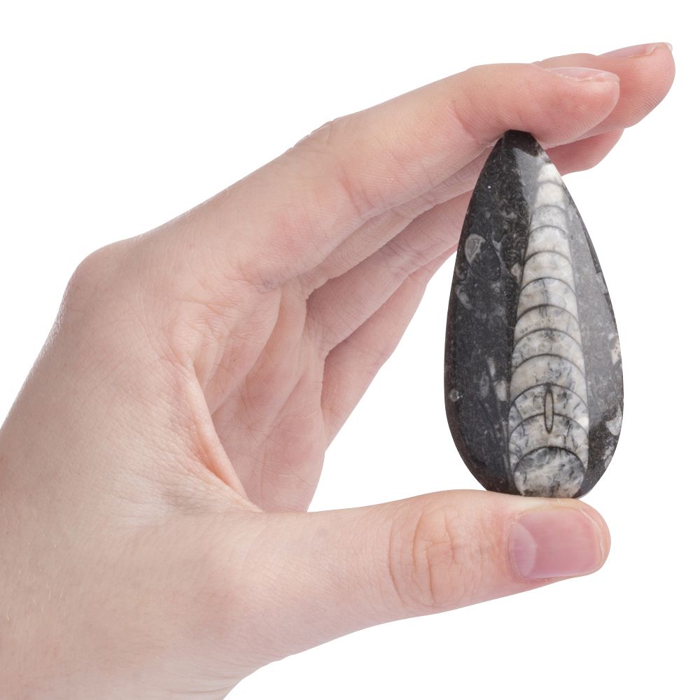 Orthoceras Polished 3-7cm