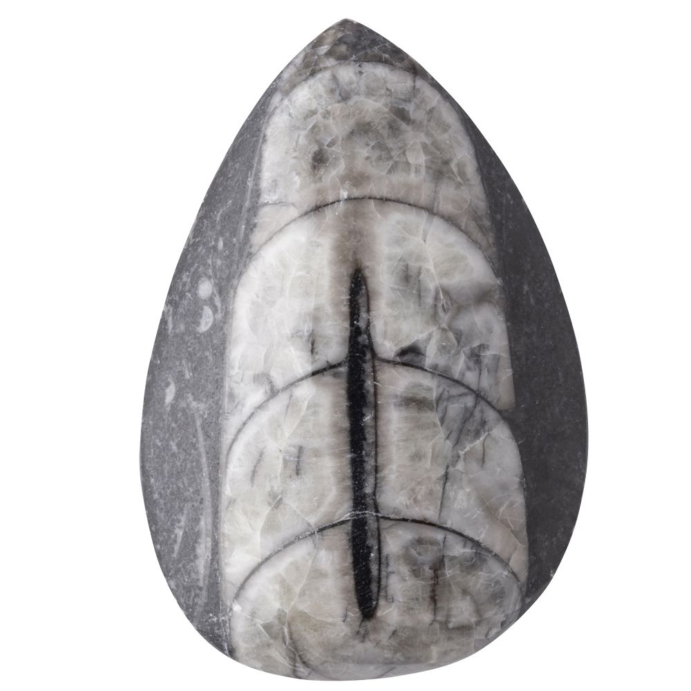 Orthoceras Polished 3-7cm