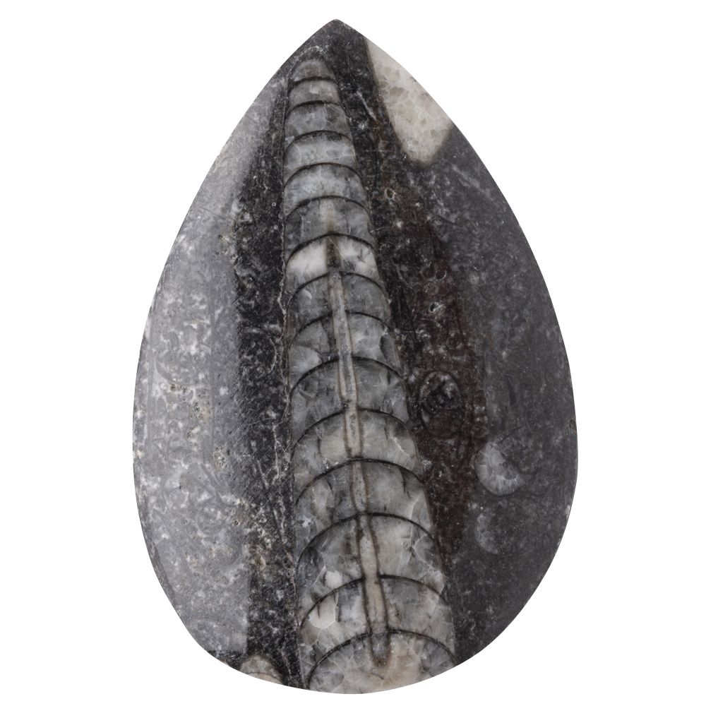 Orthoceras Polished 3-7cm