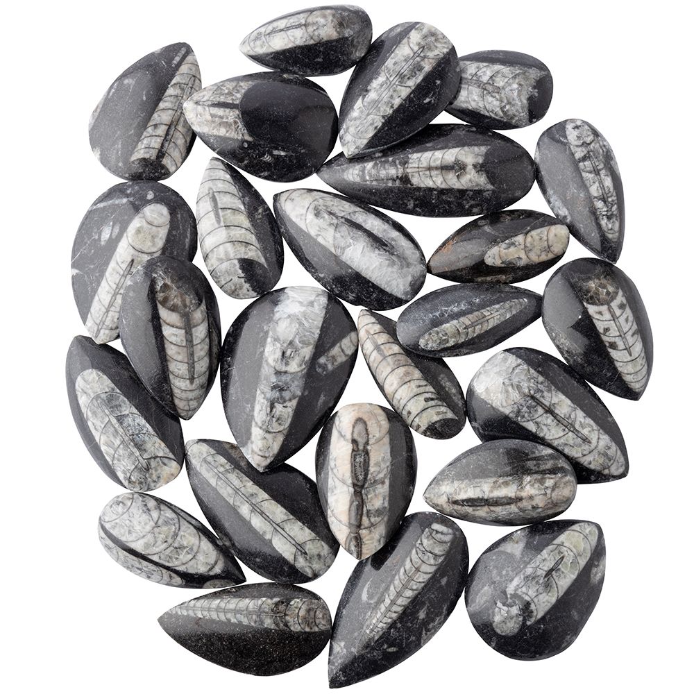 Orthoceras Polished 3-7cm