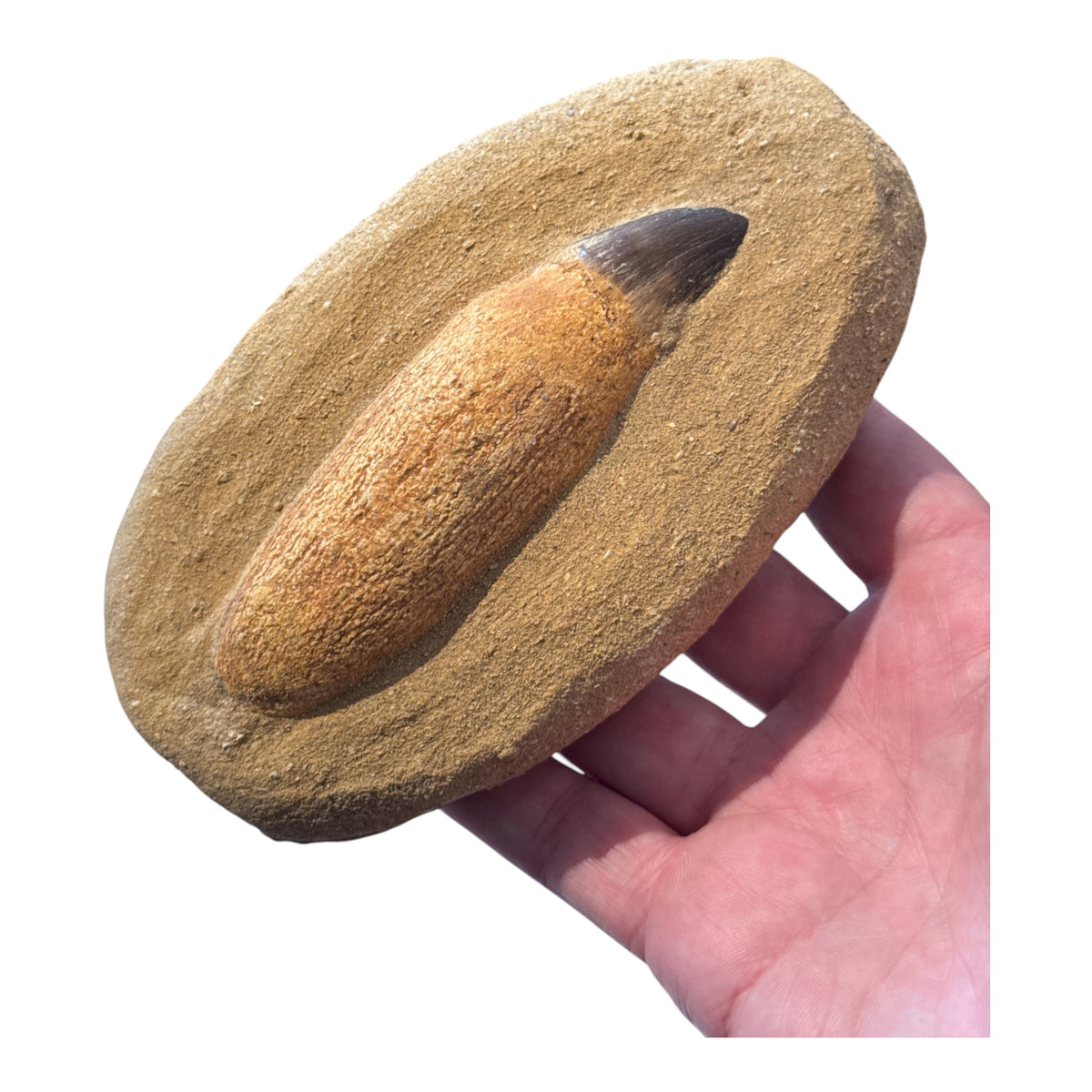 Mosasaur Tooth and Root