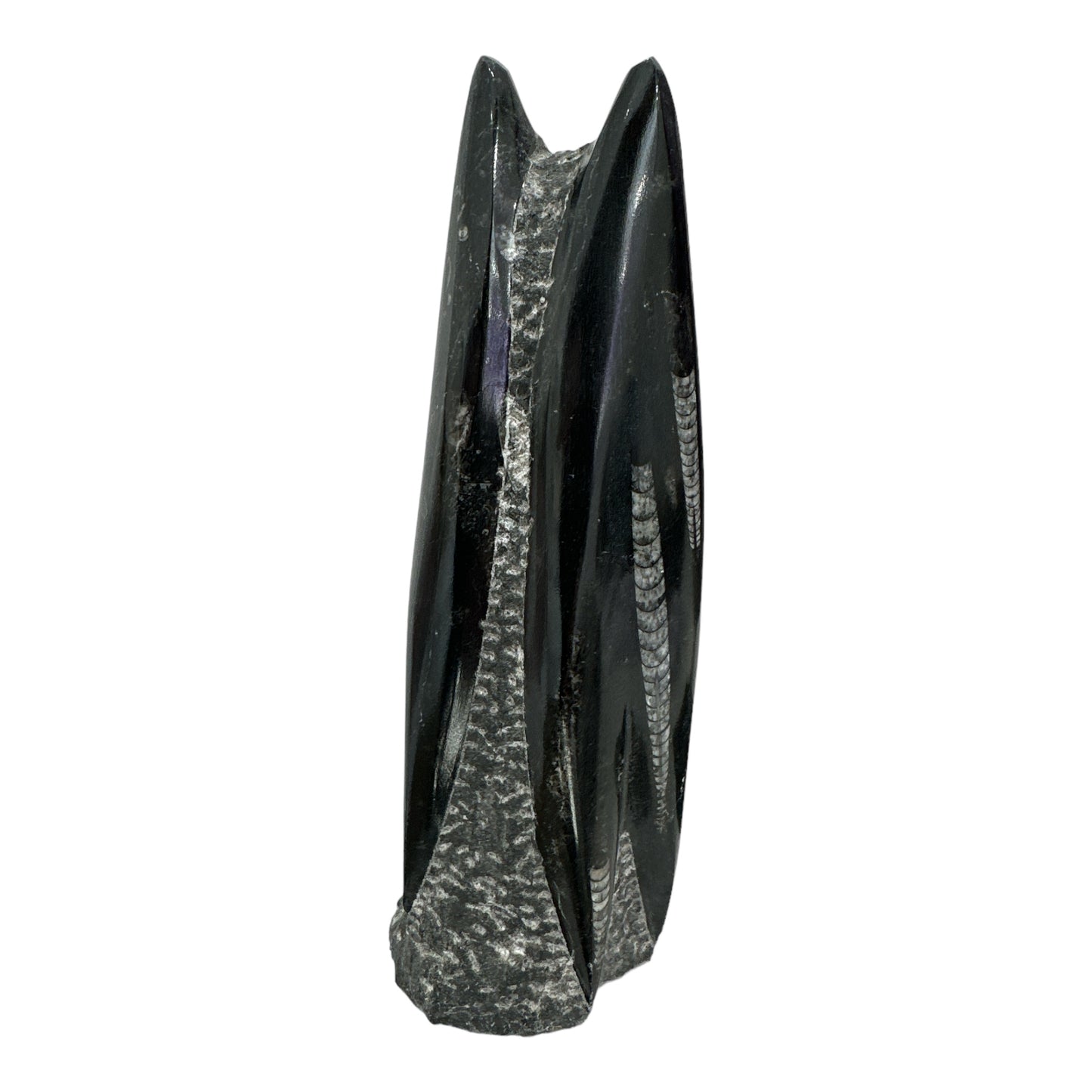 Small Orthoceras Tower