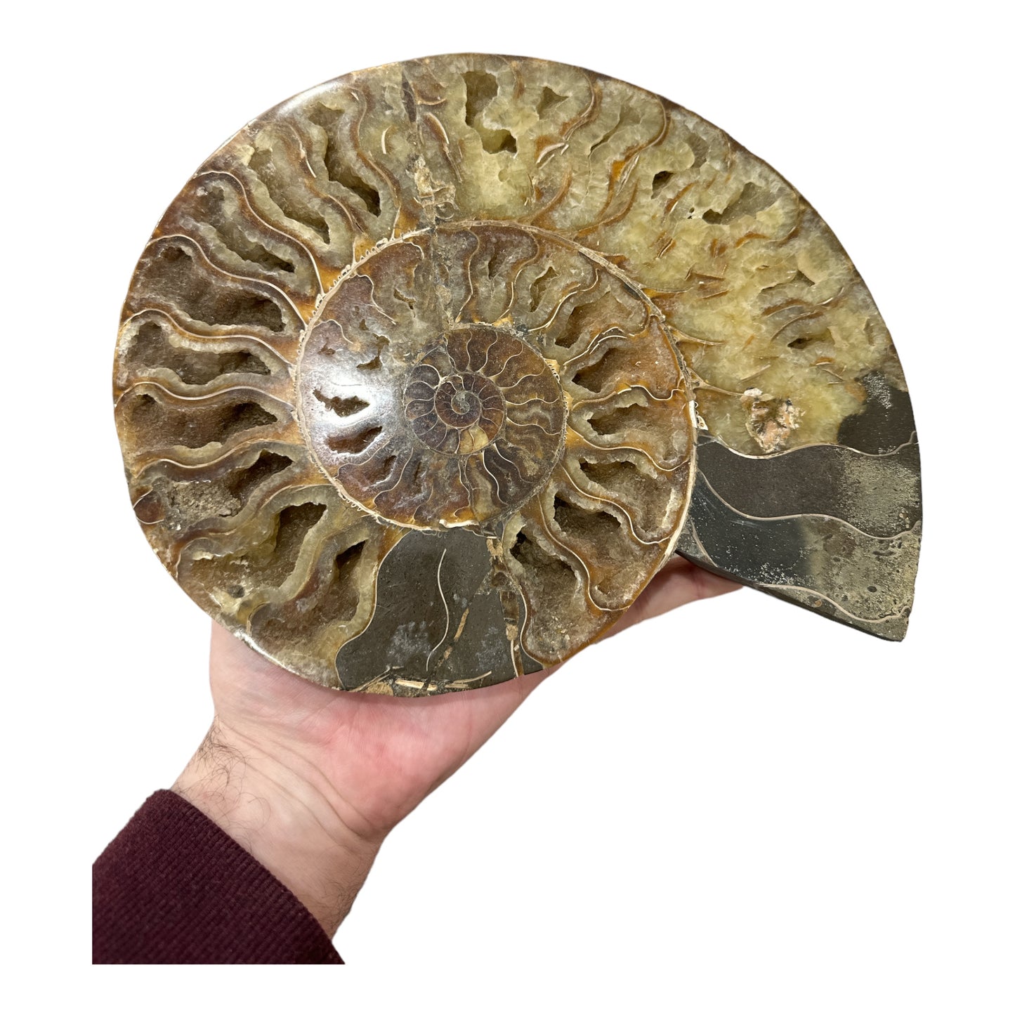 Ammonite Fossil