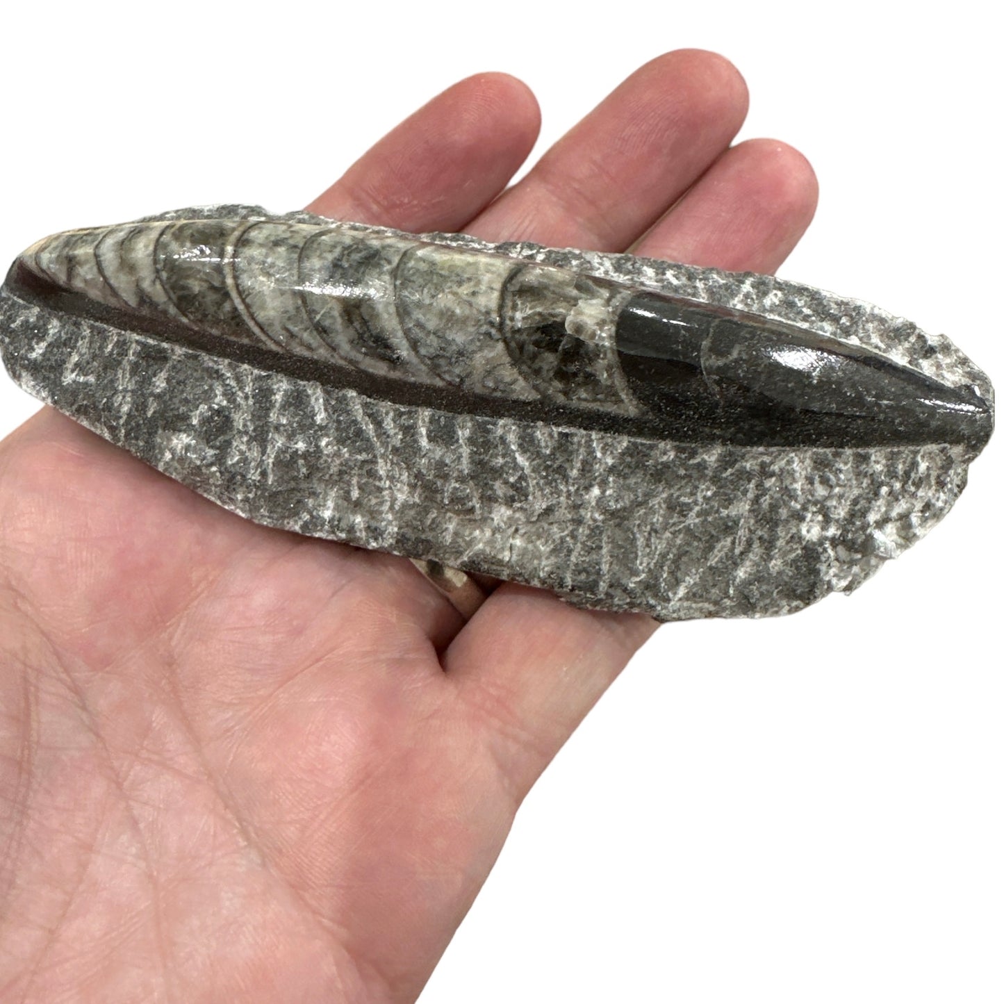 Orthoceras Rough 4"-5"