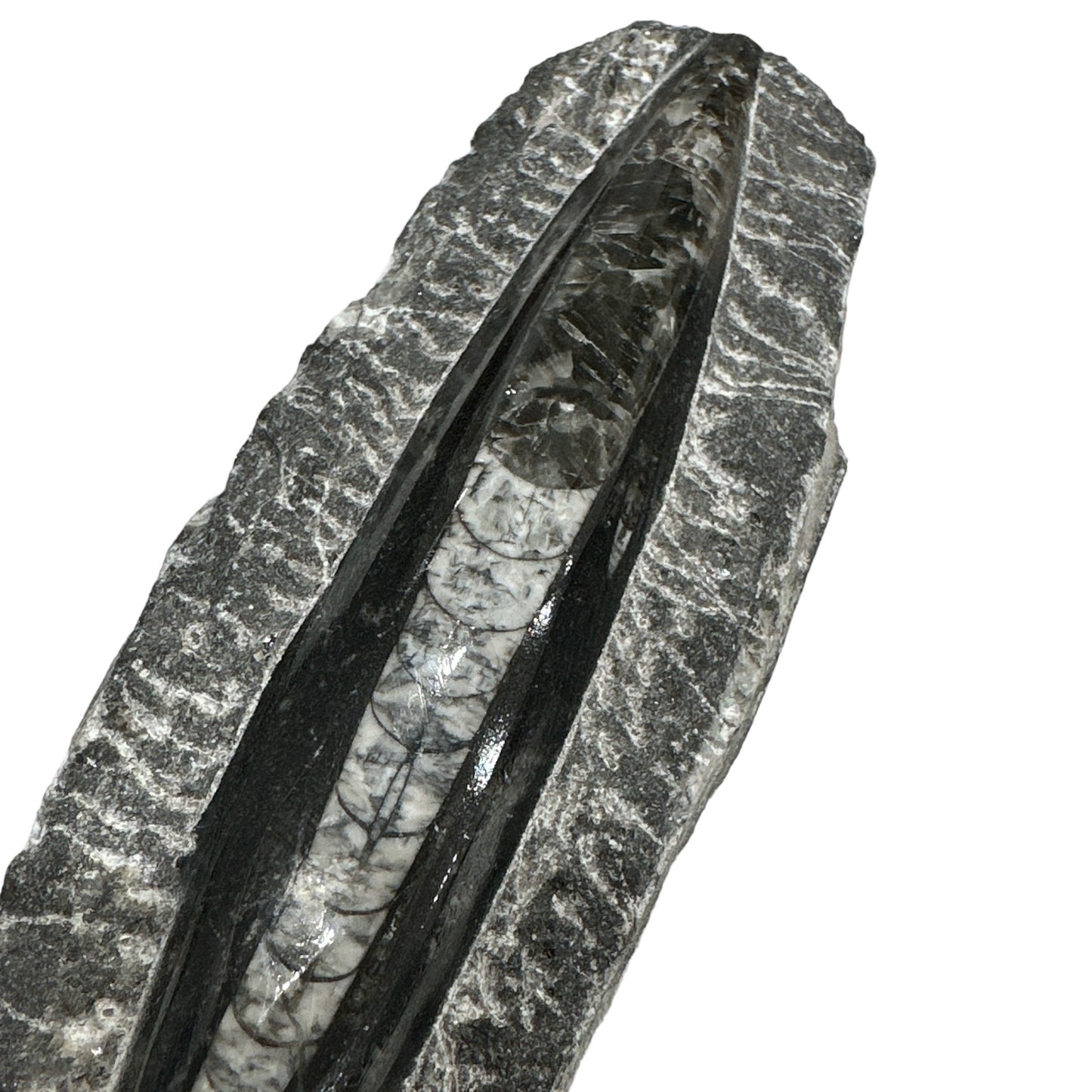 Orthoceras Rough 4"-5"
