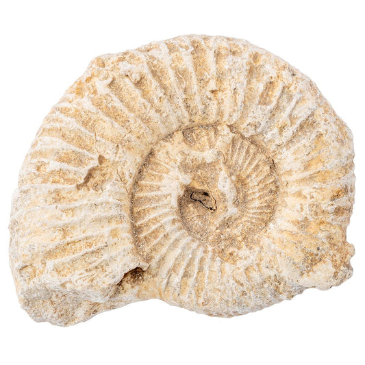 White RIbbed Ammonite