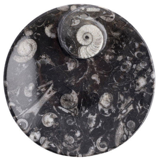 Fossil Dish