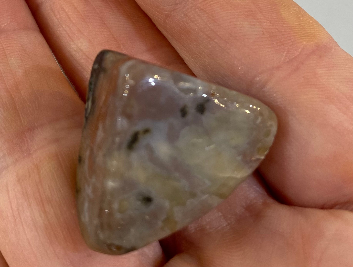 Dinosaur Coprolite
