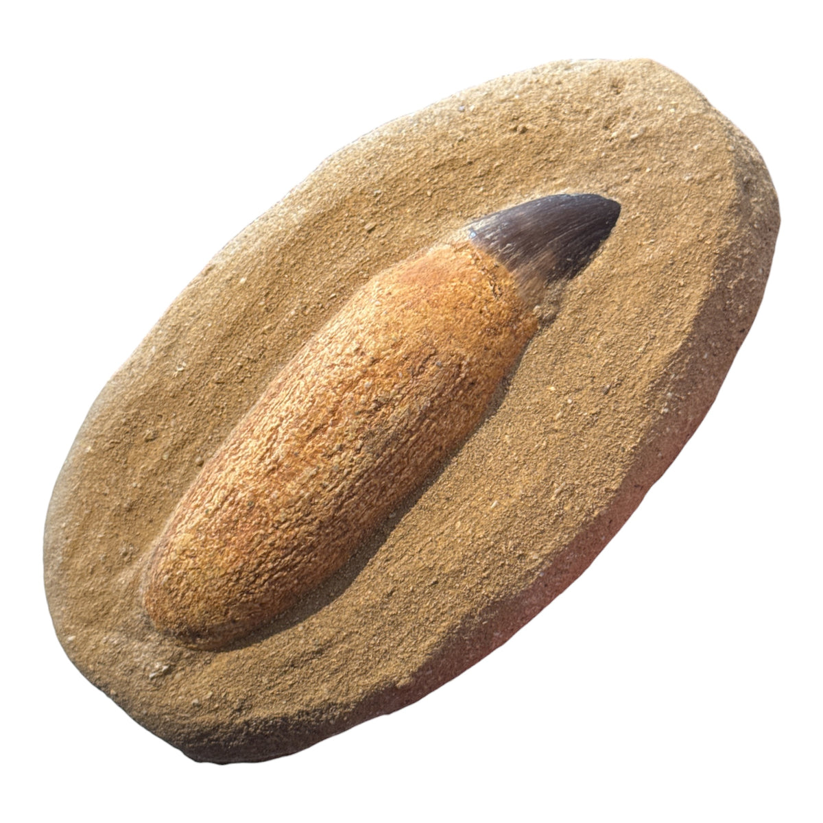 Mosasaur Tooth and Root