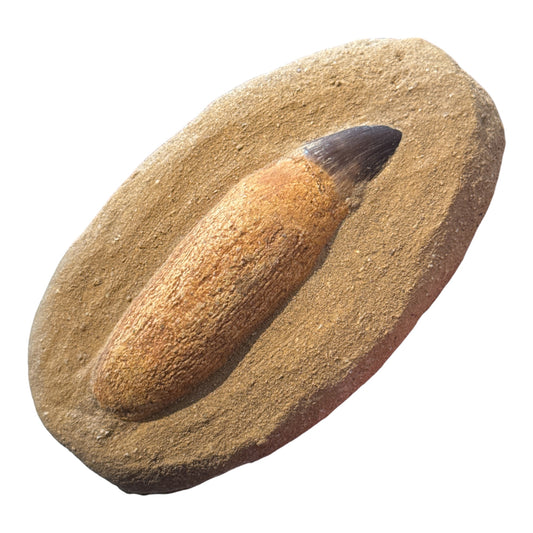 Mosasaur Tooth and Root