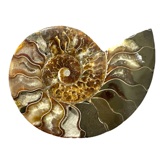 Ammonite Fossil