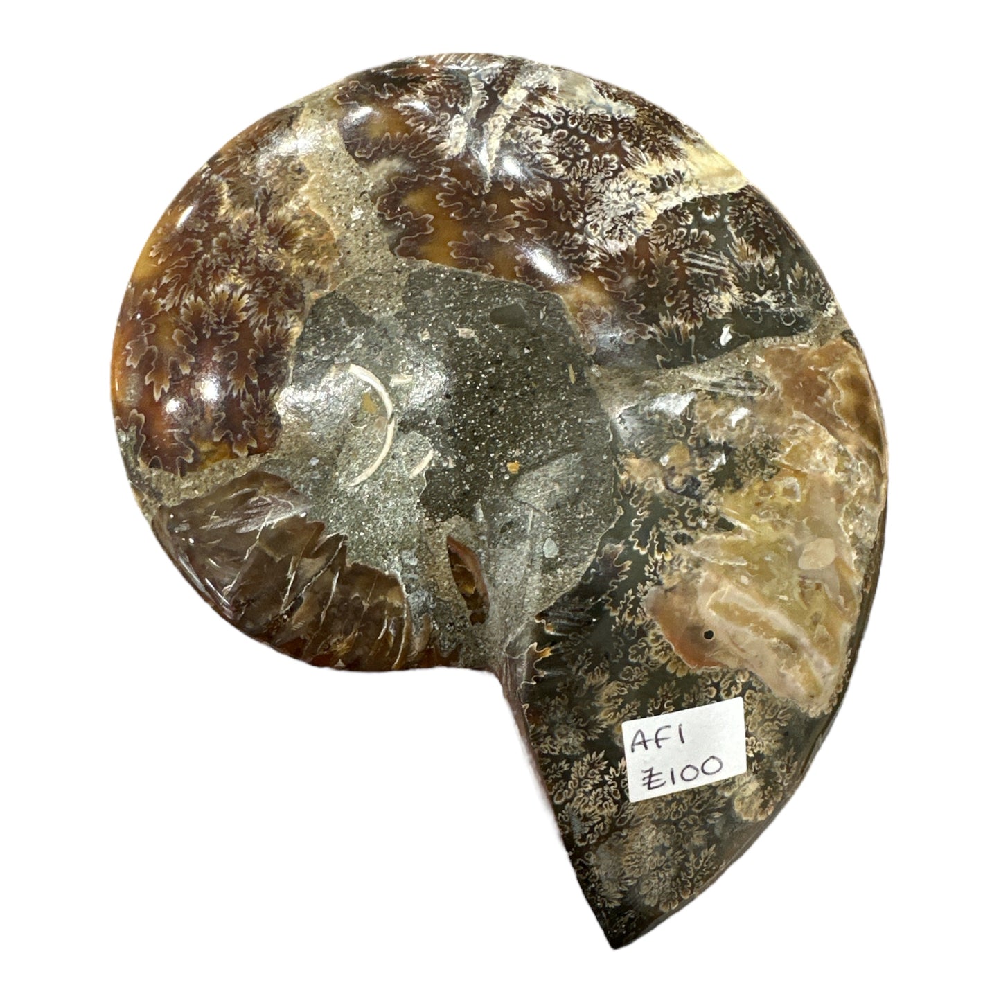 Ammonite Fossil