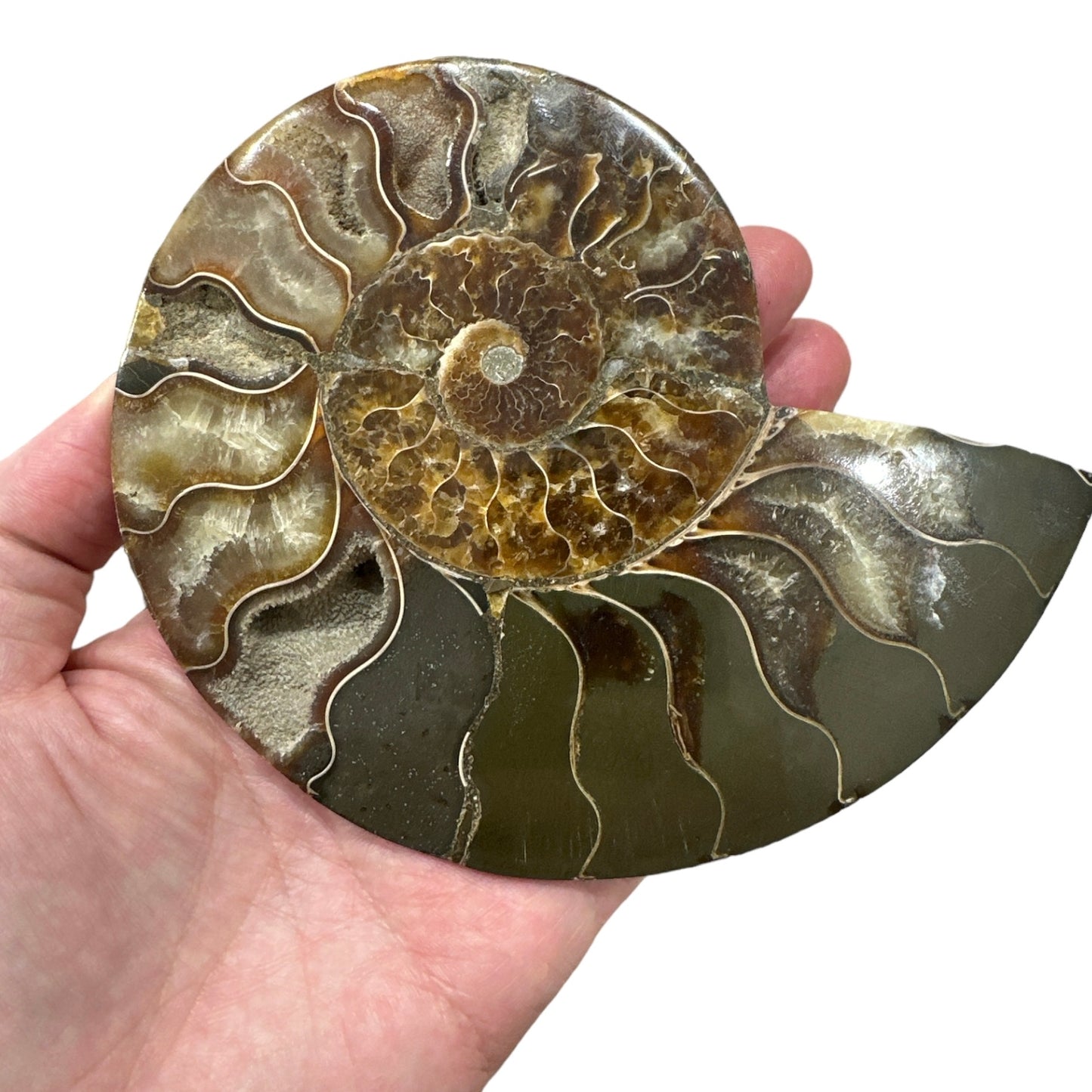 Ammonite Fossil
