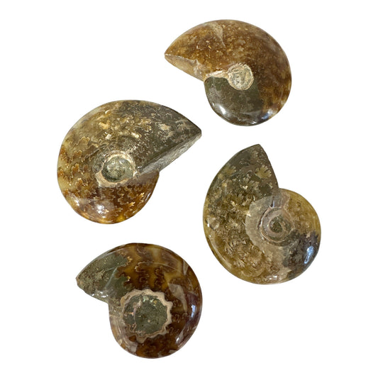Polished Ammonites